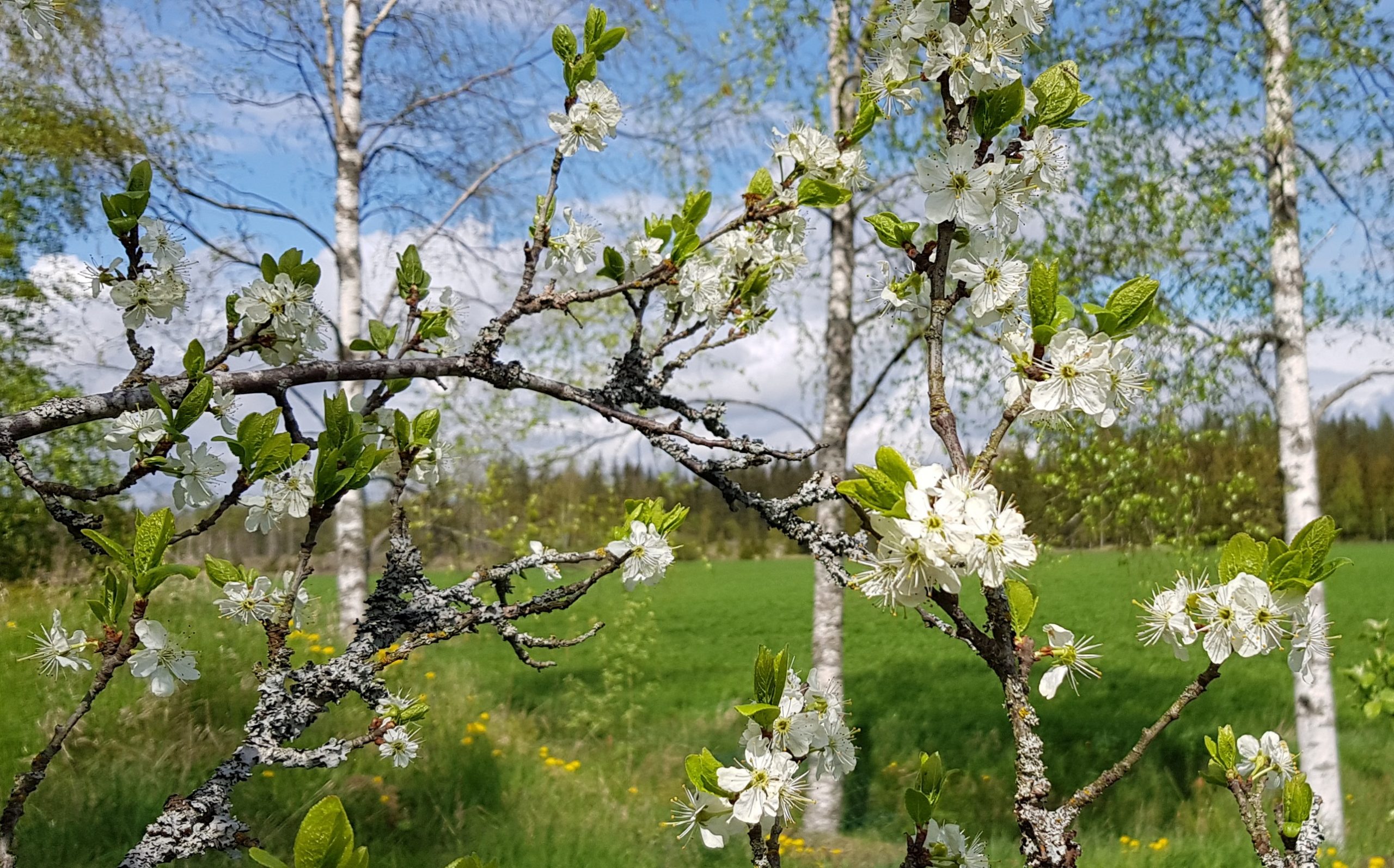 Opettajien mietteitä kesän kynnyksellä